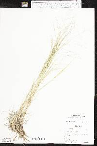 Muhlenbergia arenicola image