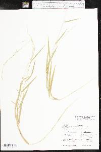 Muhlenbergia sobolifera image