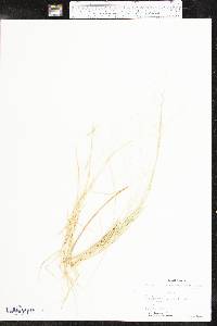 Muhlenbergia asperifolia image