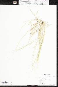 Muhlenbergia asperifolia image