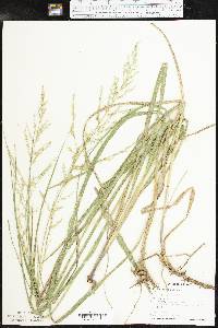 Coleataenia anceps subsp. anceps image