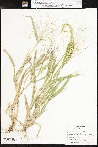 Panicum hillmanii image