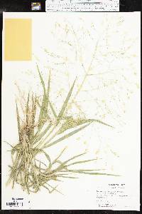 Panicum hillmanii image