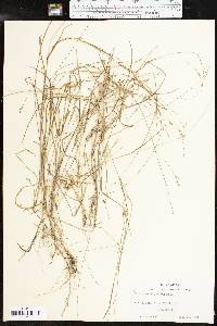 Kellochloa brachyantha image