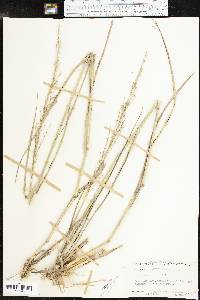 Panicum amarum image