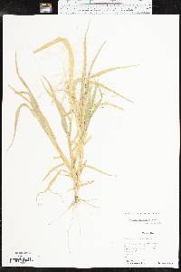 Panicum hillmanii image