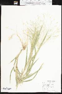 Panicum hillmanii image