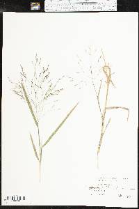 Panicum capillarioides image