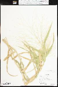 Panicum hillmanii image