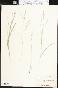 Panicum hallii image