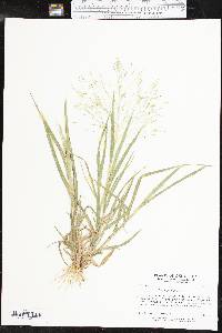 Panicum hillmanii image