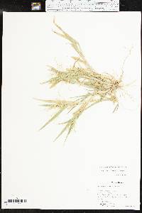 Panicum hillmanii image