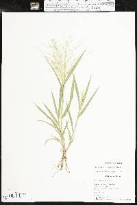 Panicum hillmanii image