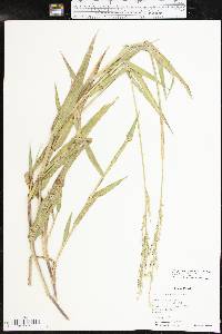 Urochloa texana image