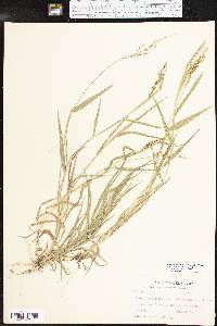 Urochloa fusca image