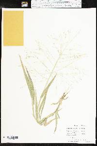 Panicum hillmanii image