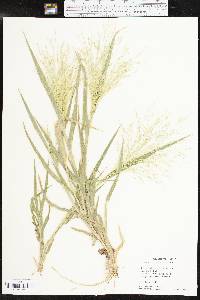 Panicum hillmanii image