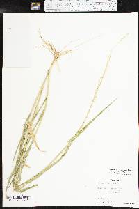 Urochloa texana image