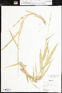 Urochloa texana image