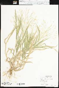 Panicum hillmanii image