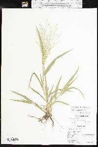 Panicum hillmanii image