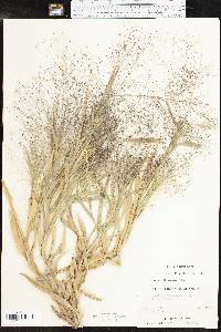 Panicum capillare var. capillare image