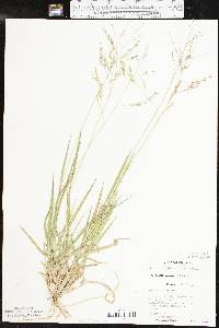 Panicum hallii image