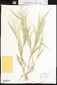 Panicum hillmanii image