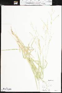 Panicum hallii image