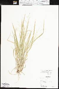 Panicum hallii image