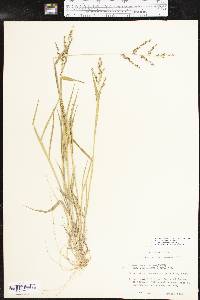 Urochloa fusca image