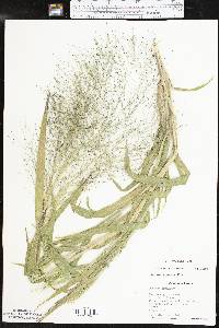 Panicum capillare var. capillare image