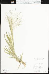 Panicum hillmanii image