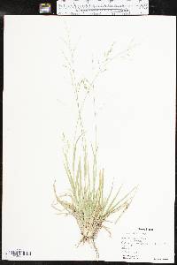 Panicum hallii image