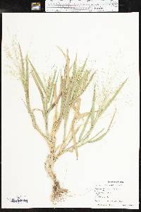 Panicum hillmanii image