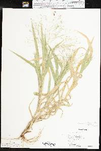 Panicum hillmanii image