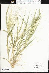 Panicum hillmanii image