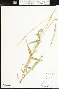 Urochloa texana image