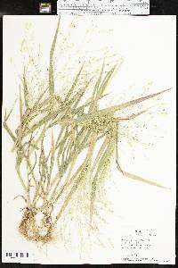 Panicum hillmanii image