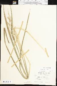 Coleataenia rigidula subsp. rigidula image