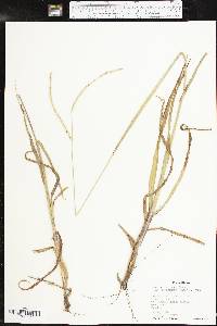 Paspalum setaceum var. stramineum image