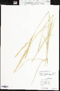 Pascopyrum smithii image