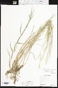 Paspalum distichum image