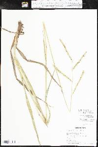 Paspalum floridanum image