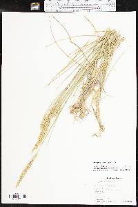 Pascopyrum smithii image