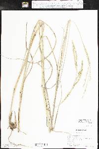 Paspalum floridanum image