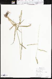 Paspalum dilatatum image