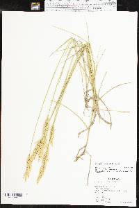 Pascopyrum smithii image