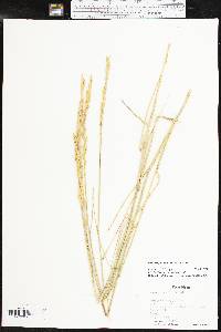 Pascopyrum smithii image