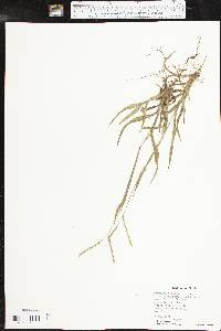 Paspalum setaceum var. stramineum image